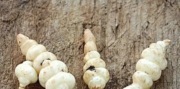 宝塔菜种植时间和种植方法 | 生活常识