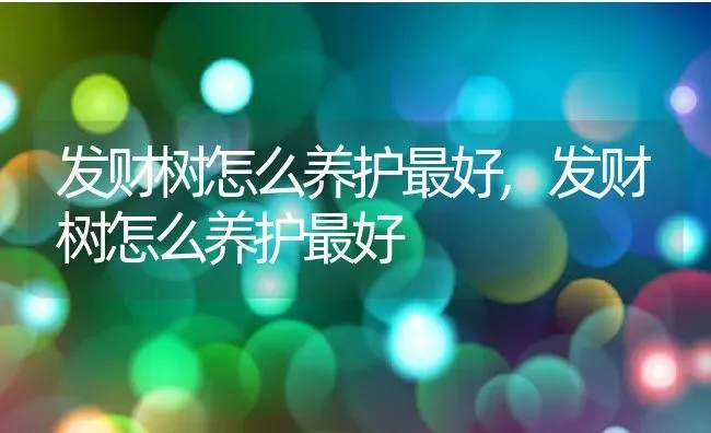 发财树怎么养护最好,发财树怎么养护最好 | 养殖科普