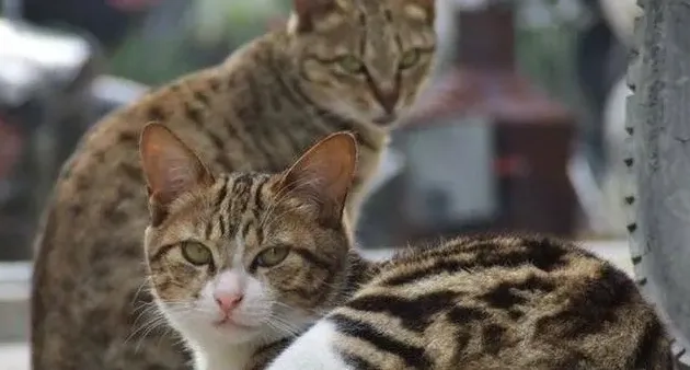 狸花猫上门吉利吗,上门的猫为什么不能养？