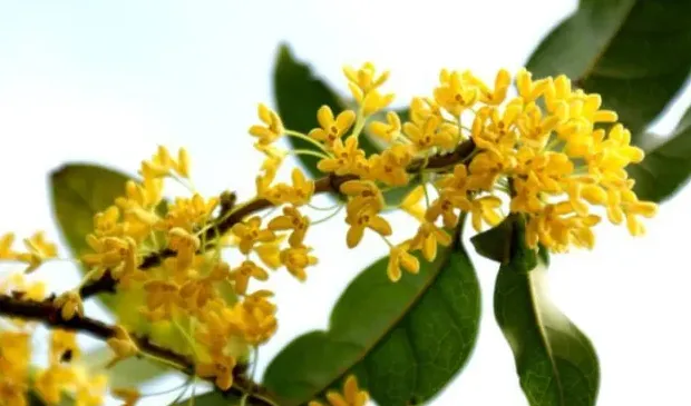 桂花适合在室内养吗,桂花放屋里好吗？