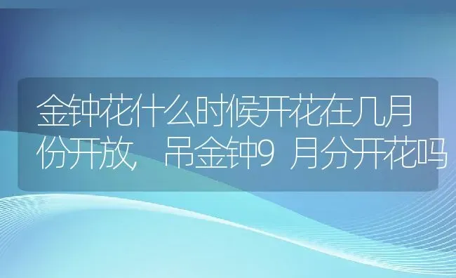 金钟花什么时候开花在几月份开放,吊金钟9月分开花吗 | 养殖学堂