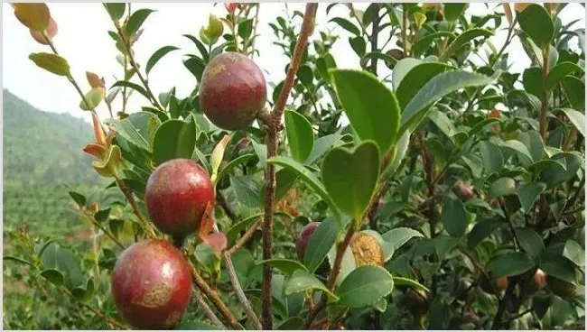 油茶高产栽培要点 | 生活常识