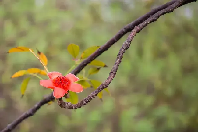 海棠树适合栽在庭院吗,海棠树种在院子什么地方好？