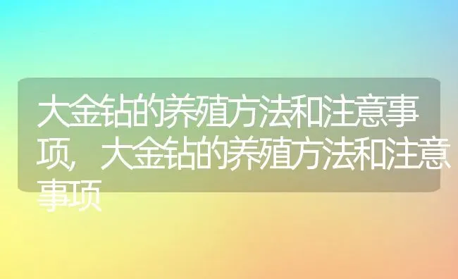 大金钻的养殖方法和注意事项,大金钻的养殖方法和注意事项 | 养殖科普