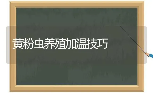 黄粉虫养殖加温技巧 | 养殖知识