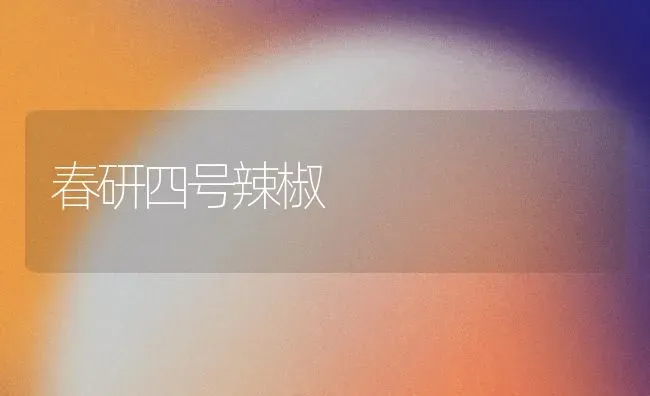 春研四号辣椒 | 养殖知识