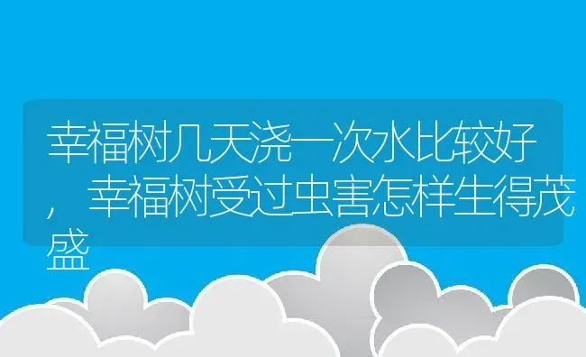 幸福树几天浇一次水比较好,幸福树受过虫害怎样生得茂盛 | 养殖学堂