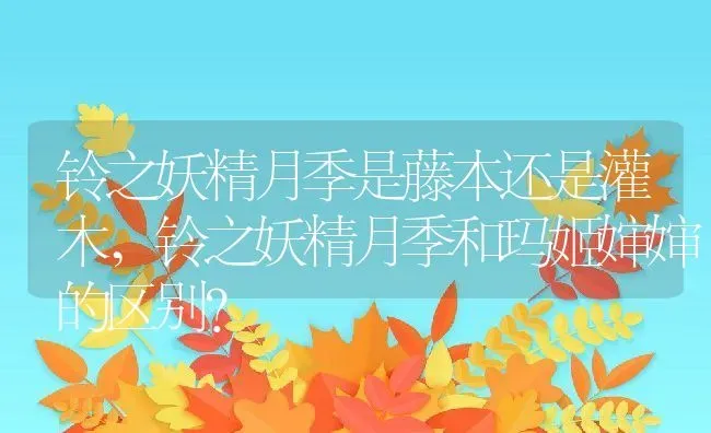 铃之妖精月季是藤本还是灌木,铃之妖精月季和玛姬婶婶的区别？ | 养殖学堂
