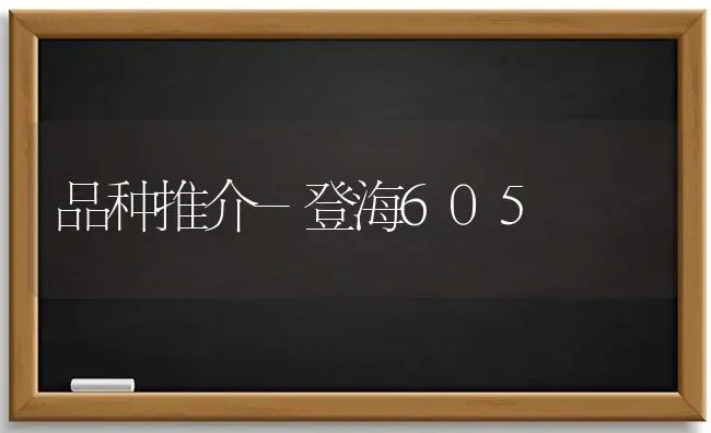 品种推介-登海605 | 养殖知识