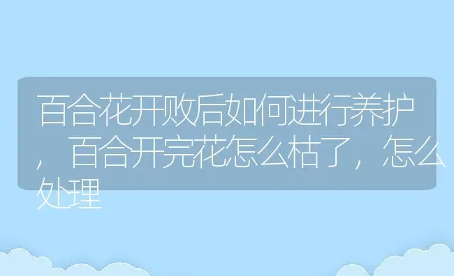 百合花开败后如何进行养护,百合开完花怎么枯了，怎么处理 | 养殖学堂