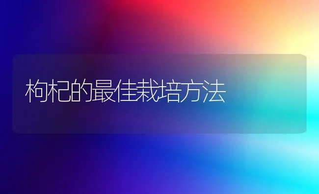 枸杞的最佳栽培方法 | 养殖技术大全