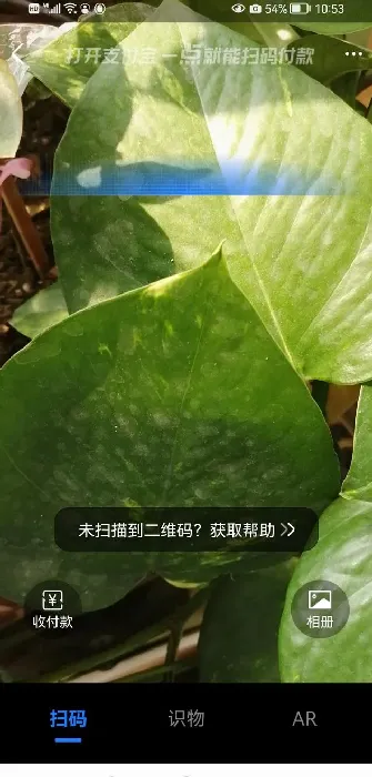 小众又浪漫的花名,花不知道名怎么查？