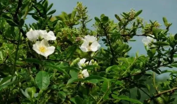 七里香花和海桐花区别 | 生活常识