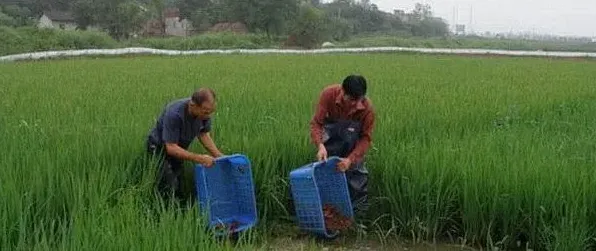 稻田生态养殖小龙虾技术 | 三农知识