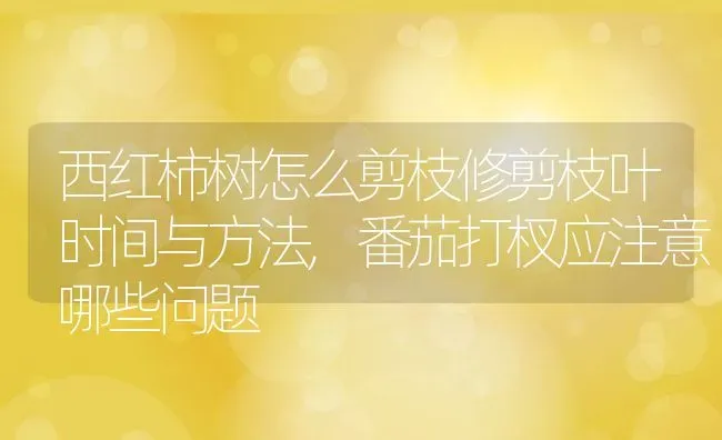 西红柿树怎么剪枝修剪枝叶时间与方法,番茄打杈应注意哪些问题 | 养殖学堂
