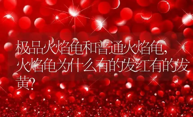 极品火焰龟和普通火焰龟,火焰龟为什么有的发红有的发黄？ | 养殖学堂