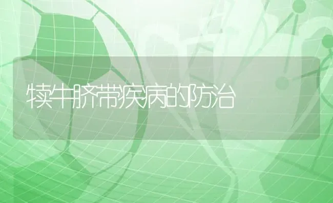 犊牛脐带疾病的防治 | 养殖知识