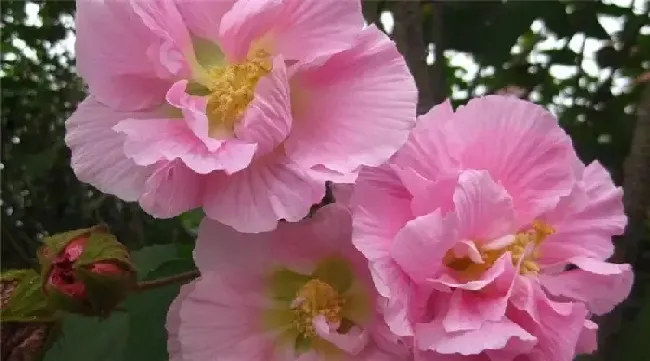 木槿花为什么叫断头花,黄槿花为什么叫断头花？