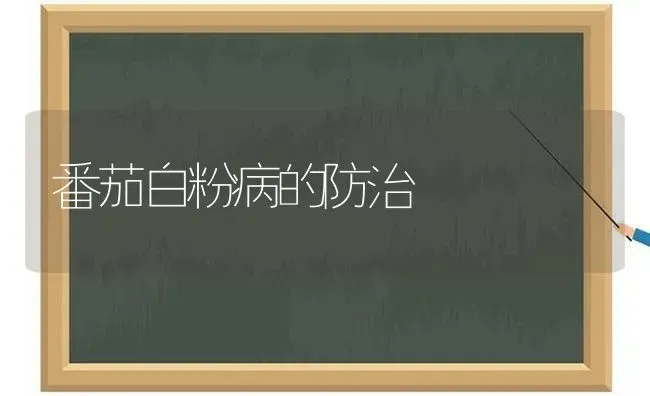 番茄白粉病的防治 | 养殖技术大全