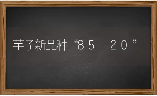 芋子新品种“85—20” | 养殖技术大全