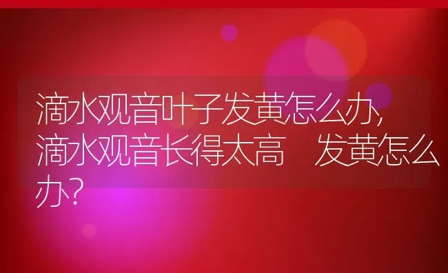 滴水观音叶子发黄怎么办,滴水观音长得太高 发黄怎么办？ | 养殖科普
