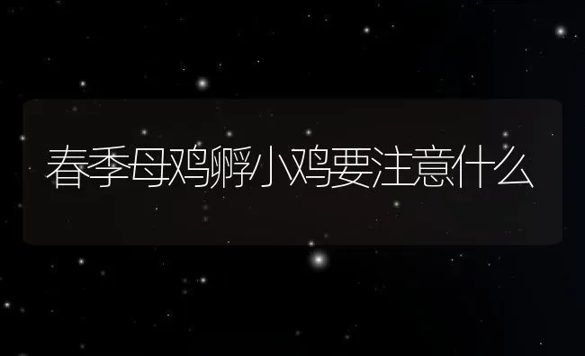 春季母鸡孵小鸡要注意什么 | 养殖学堂