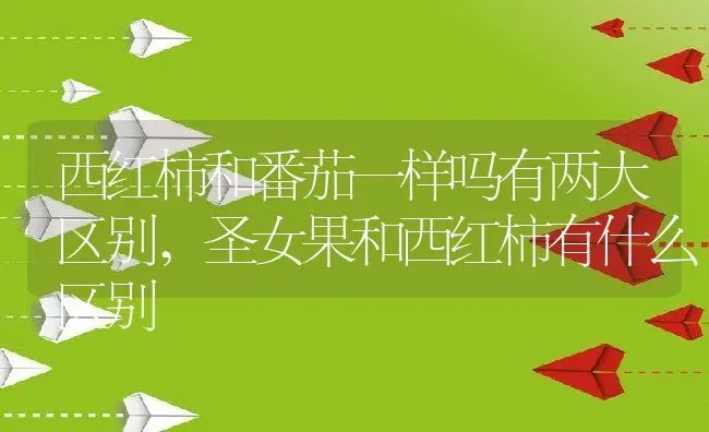 西红柿和番茄一样吗有两大区别,圣女果和西红柿有什么区别 | 养殖科普
