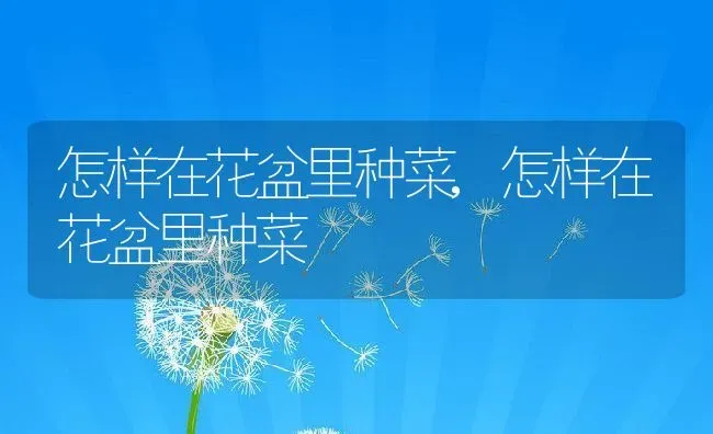 怎样在花盆里种菜,怎样在花盆里种菜 | 养殖科普