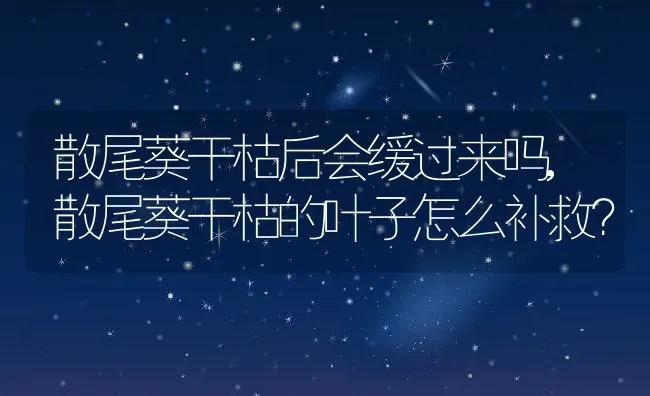 散尾葵干枯后会缓过来吗,散尾葵干枯的叶子怎么补救？ | 养殖学堂