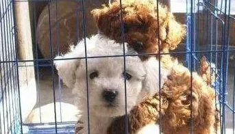 比熊犬最怕什么惩罚,7个月的比熊不听话怎么办？