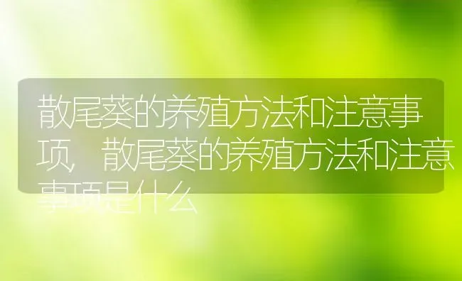 散尾葵的养殖方法和注意事项,散尾葵的养殖方法和注意事项是什么 | 养殖学堂