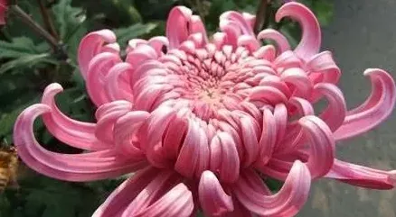 紫色菊花放在家里吉利吗,紫色的美人菊是什么寓意？