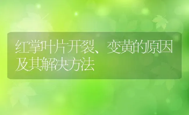 红掌叶片开裂、变黄的原因及其解决方法 | 养殖学堂