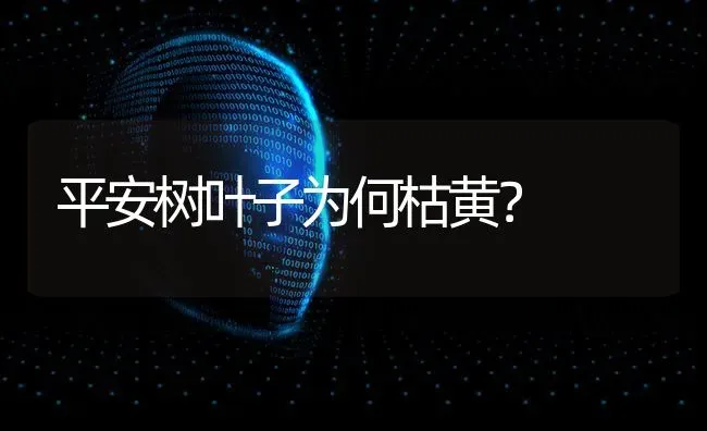 平安树叶子为何枯黄? | 养殖技术大全