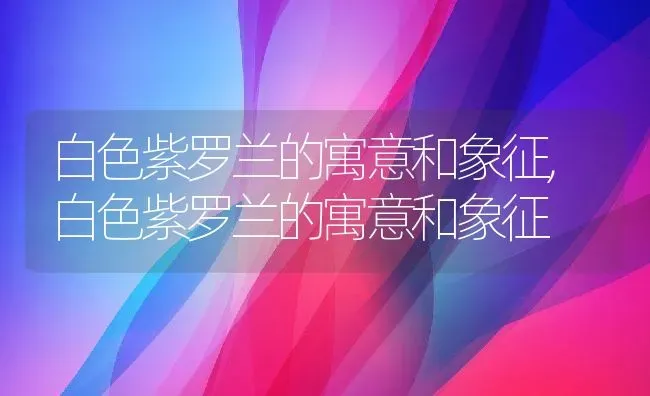 白色紫罗兰的寓意和象征,白色紫罗兰的寓意和象征 | 养殖科普