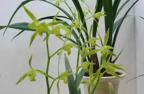 兰花有什么作用及功效,兰花按用途分为哪几种？