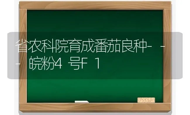 省农科院育成番茄良种---皖粉4号F1 | 养殖技术大全