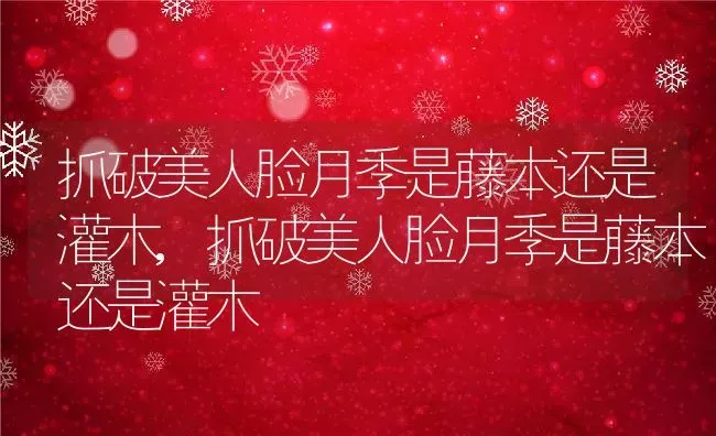 抓破美人脸月季是藤本还是灌木,抓破美人脸月季是藤本还是灌木 | 养殖科普