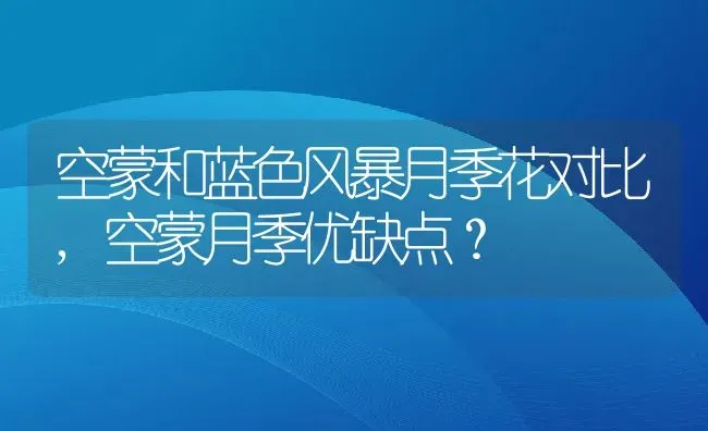 空蒙和蓝色风暴月季花对比,空蒙月季优缺点？ | 养殖科普