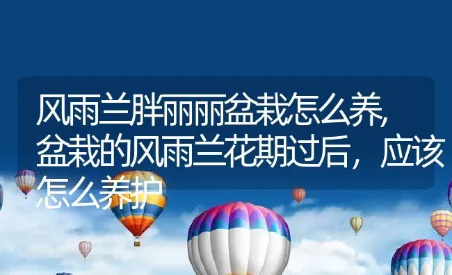 风雨兰胖丽丽盆栽怎么养,盆栽的风雨兰花期过后，应该怎么养护 | 养殖学堂