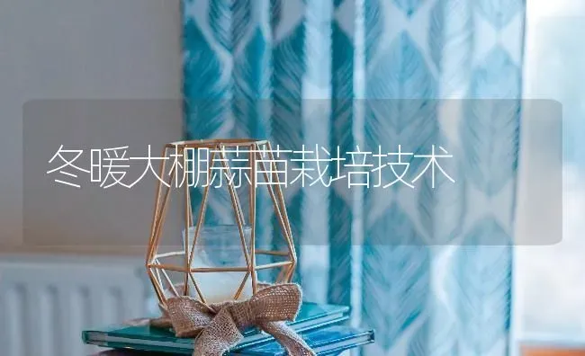 冬暖大棚蒜苗栽培技术 | 养殖技术大全