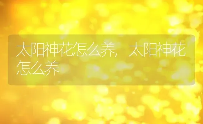 太阳神花怎么养,太阳神花怎么养 | 养殖科普