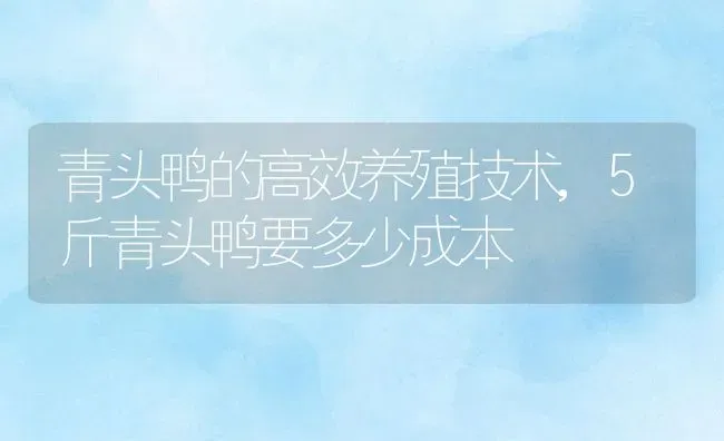 青头鸭的高效养殖技术,5斤青头鸭要多少成本 | 养殖学堂