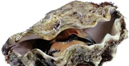 美味牡蛎罐头的加工技术 | 实用知识