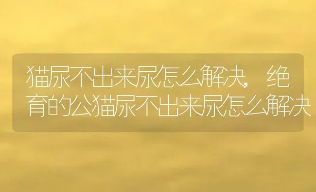 猫尿不出来尿怎么解决,绝育的公猫尿不出来尿怎么解决 | 养殖科普