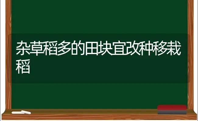 杂草稻多的田块宜改种移栽稻 | 养殖知识