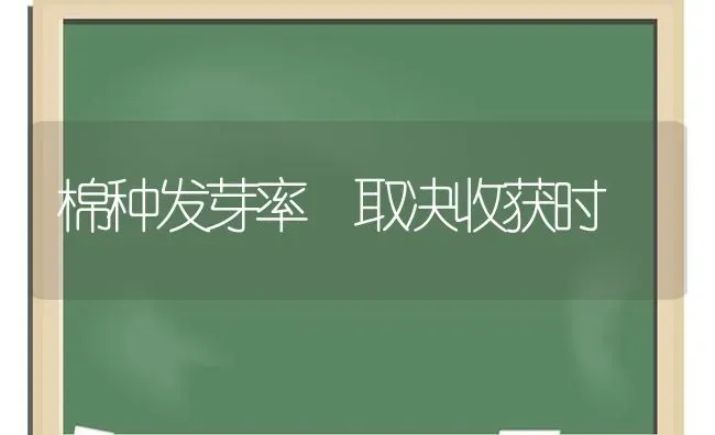 棉种发芽率 取决收获时 | 养殖知识