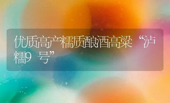 优质高产糯质酿酒高粱“泸糯9号” | 养殖知识