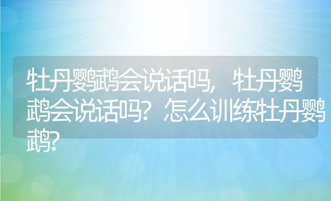 牡丹鹦鹉会说话吗,牡丹鹦鹉会说话吗?怎么训练牡丹鹦鹉? | 养殖资料