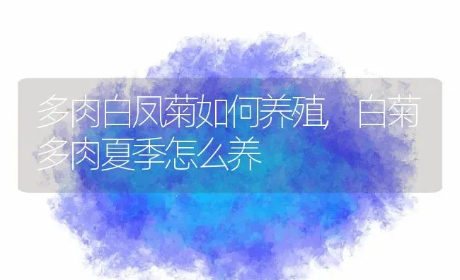 多肉白凤菊如何养殖,白菊多肉夏季怎么养 | 养殖学堂